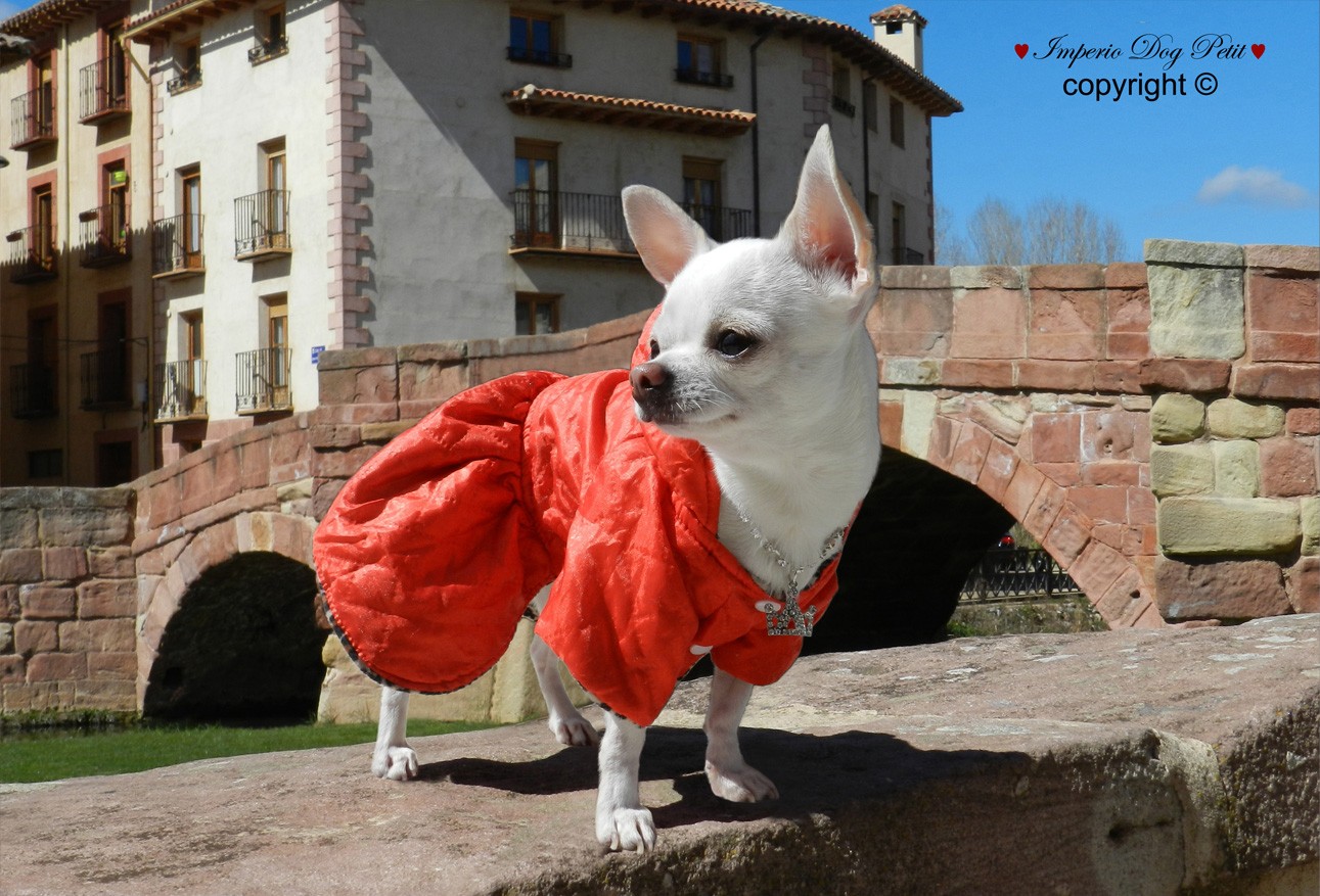 Imperio Dog Petit | Yorkshire terrier, Pekines, Bichon maltes, Papillon, Mini pinscher, Raton de praga, Pomerania | boutique